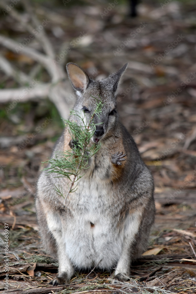 the tammar wallaby has dark greyish upperparts with a paler underside and rufous-coloured sides and limbs. The tammar wallaby has white stripes on its face. the tammar wallaby has dark greyish upperparts with a paler underside and rufous-coloured sides and limbs. The tammar wallaby has white stripes on its face.