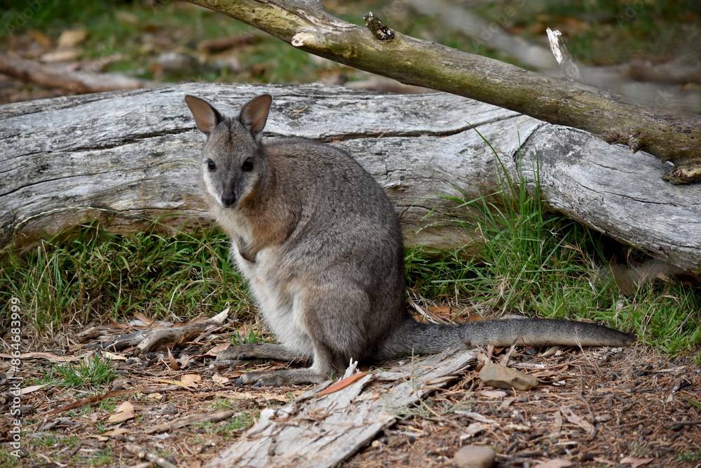 the tammar wallaby has dark greyish upperparts with a paler underside and rufous-coloured sides and limbs. The tammar wallaby has white stripes on its face. the tammar wallaby has dark greyish upperparts with a paler underside and rufous-coloured sides and limbs. The tammar wallaby has white stripes on its face.