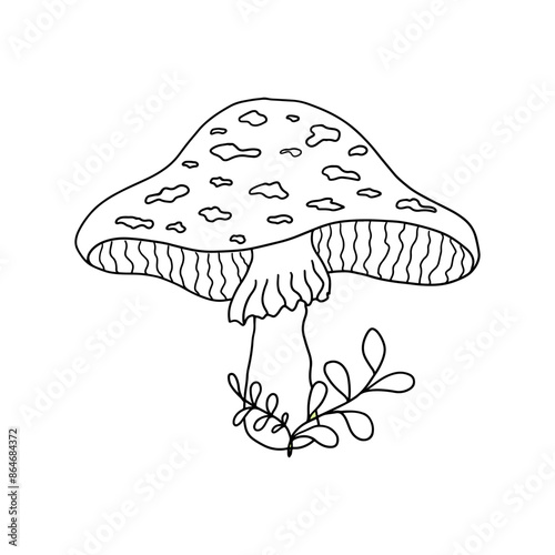 Hand drawn picture of fly agaric fungi. Botanical forest illustration for design, print, fabric or background. Doodle style drawing of magic poisonous mushroom,black outline sketch on white background