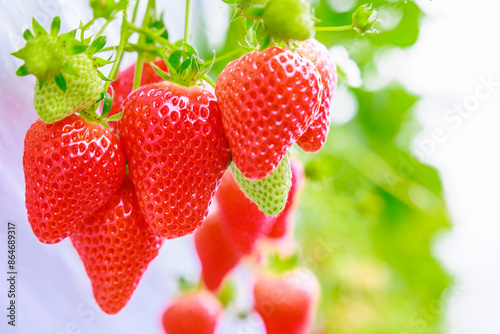 いちご狩り農園の赤いイチゴ