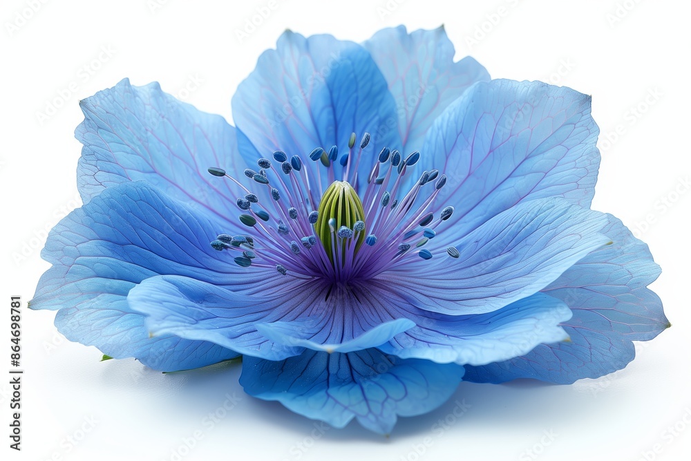 Obraz premium Single Blue Flower With Visible Stamens and Pistil