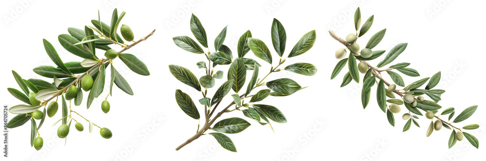 Olive Tree Branch with Leaves Set Isolated on Transparent or White Background, PNG Olive Tree Branch with Leaves Set Isolated on Transparent or White Background, PNG