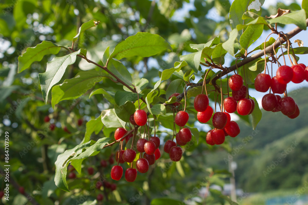 Ripe Autumn Olive Berries (Elaeagnus Umbellata) growing on a branch . oleaster Ripe Autumn Olive Berries (Elaeagnus Umbellata) growing on a branch . oleaster