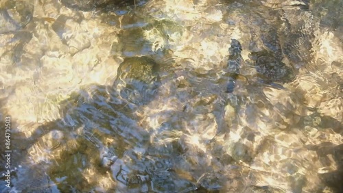 Top view.Fish swimming in a clear pond with sunlight reflecting
