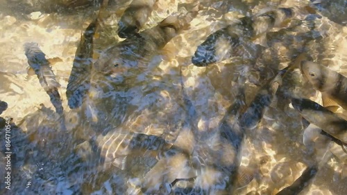 A school of Soro Brook carps (Tor soro) swimming in a beautiful light shining through the water.