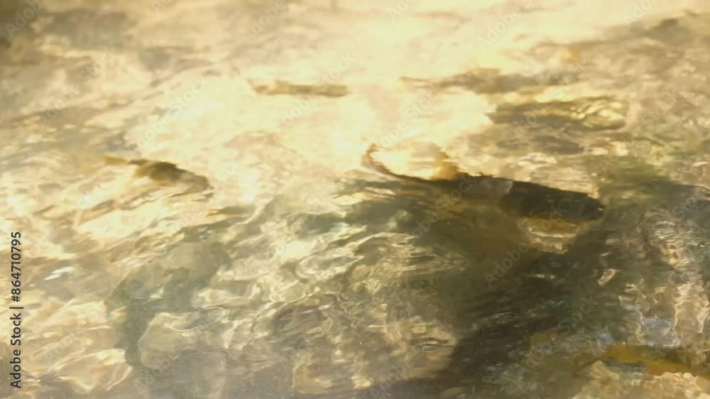 Fish are swimming around looking for food and light reflects off the water surface.