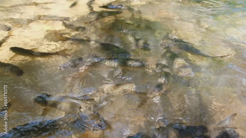 A school of blue mahseer is swimming in a small waterfall.