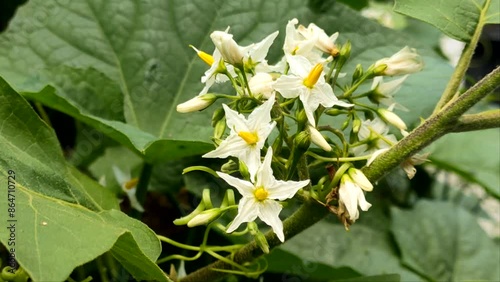 Flower video of Solanum Torvum, a thorny shrub with star-shaped white flowers moving in the breeze, close up in its habitat. photo