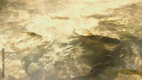 Fish are swimming around looking for food and light reflects off the water surface.