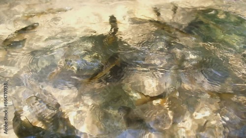 Many fish were swimming in the small canal.