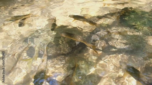 Many Mahseer barb fish swim in the small waterfall.