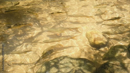 Many fish (Mahseer barb) are swimming in search of food.