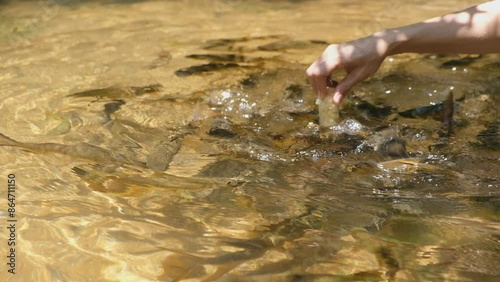 People's hands feeding fish corn at a small waterfall in the forest.