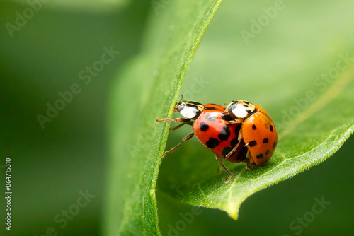 Two lady bug copulating on a green leave photo