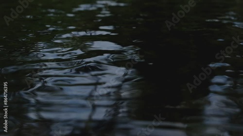 On the surface of the water, it reflects beautiful white and black colors.
