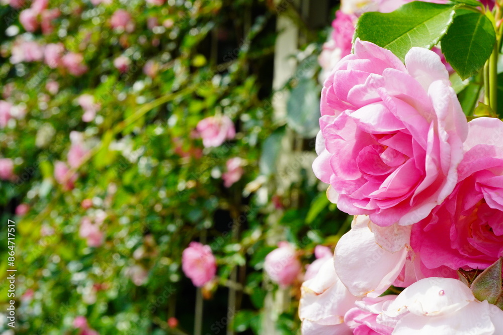 Obraz premium バラ園に咲いているピンク色の綺麗な薔薇