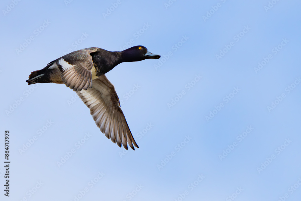 Fototapeta premium Wary Lesser Scaup Duck In Flight