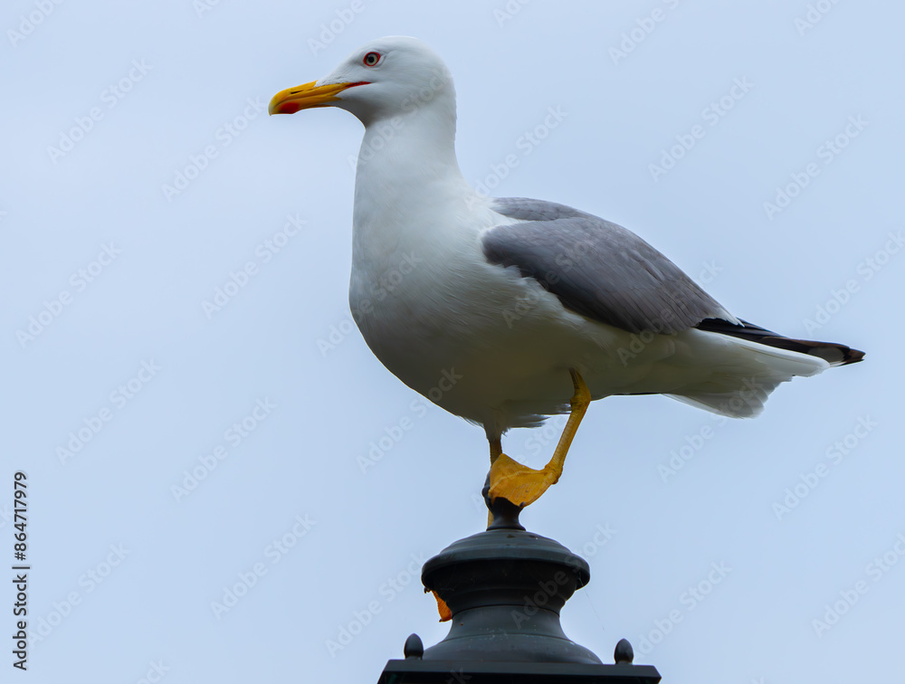 Fototapeta premium Handsome Yellow-Legged Gull on Lamp Post