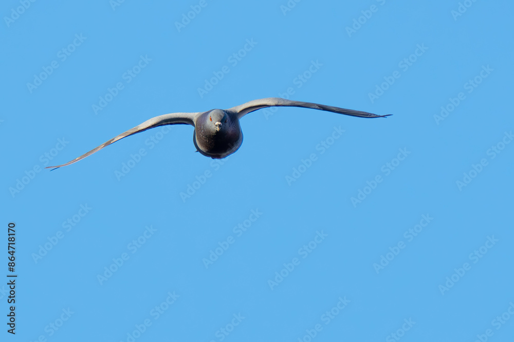 Rock Pigeon Flies Head-On Toward Photographer Rock Pigeon Flies Head-On Toward Photographer