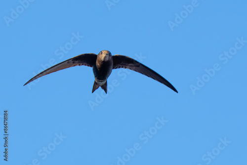 Graceful Common Swift in Flight in Italy