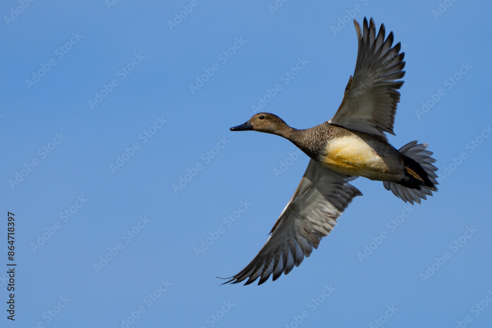 Gadwall Duck in Flight on a Blue Sky Day Gadwall Duck in Flight on a Blue Sky Day