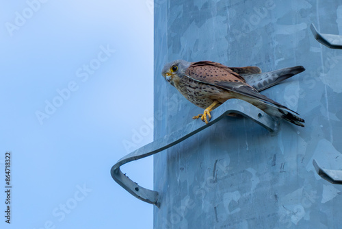 Colorful Eurasian Kestrel in Tuscant Italy photo