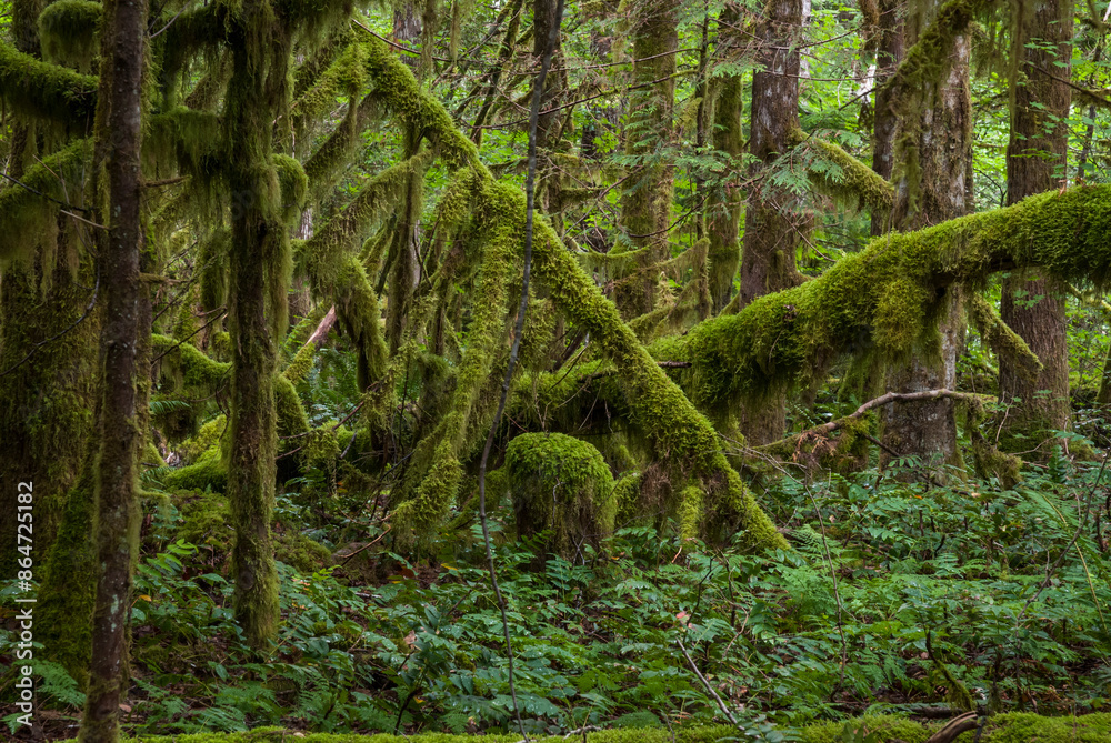 Fototapeta premium Moss covered trees on a hike just off the Cascade Loop Highway in Washington State on a nice summer day_07252009_3625.
