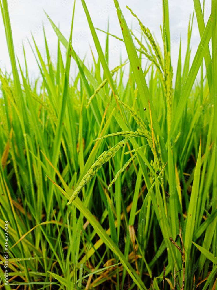 Close up natural grass in the morning, Water drops on green grass background Close up natural grass in the morning, Water drops on green grass background