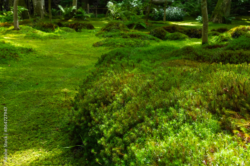寂光寺の苔寺 苔の小山 寂光寺の苔寺 苔の小山