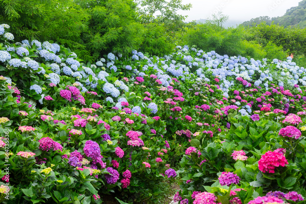 Fototapeta premium Beautiful flower Hydrangea flower garden