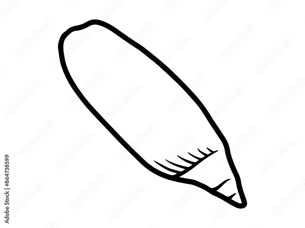 Seashell Outline Black White Illustration Seashell Outline Black White Illustration