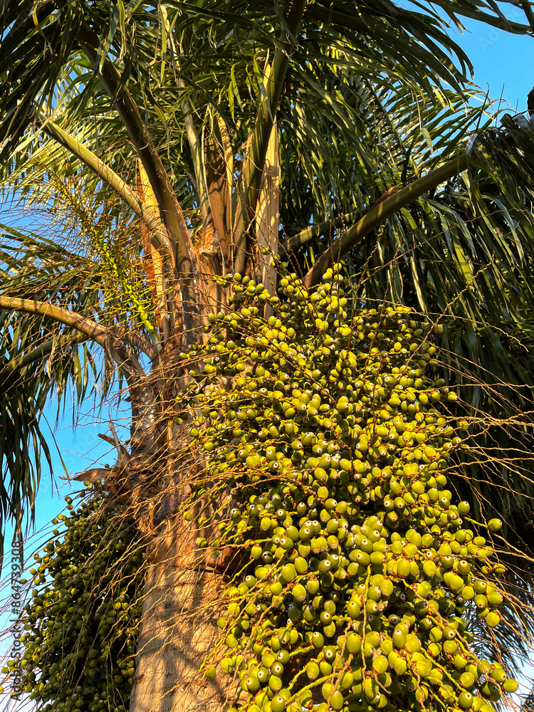 The fruit of Tropical peach palm Bactris gasipaes or butia, date palm ...