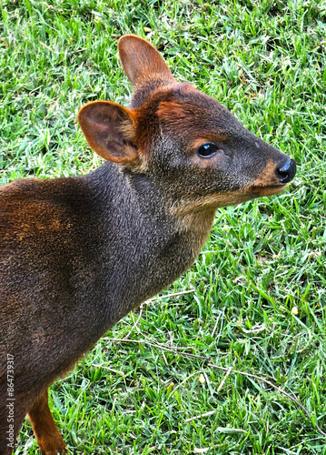 Bild auf Leinwand Pudu, Pudu mephistopheles, portrait of a baby pudu little deer on a green backgr