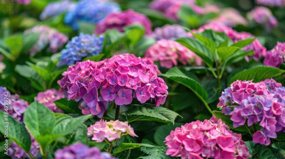 A garden bed filled with pink and purple hydrangea flowers in full bloom, highlighting the lush and colorful beauty of these popular garden plants A garden bed filled with pink and purple hydrangea flowers in full bloom, highlighting the lush and colorful beauty of these popular garden plants
