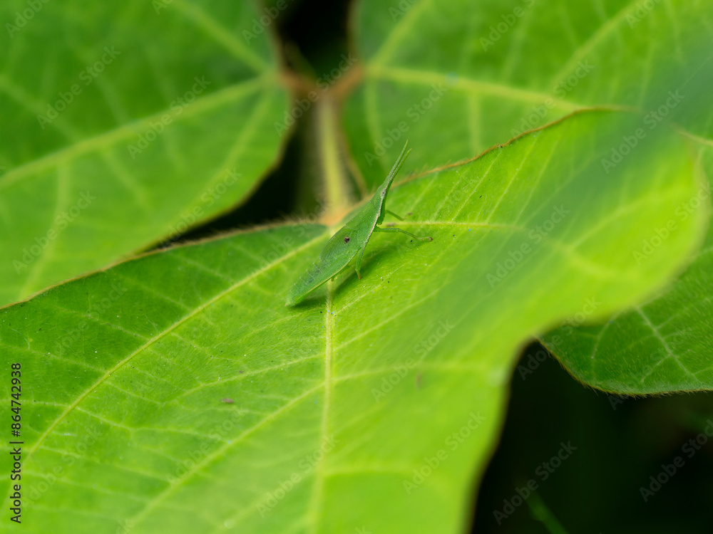 葉に乗るショウリョウバッタの幼虫 葉に乗るショウリョウバッタの幼虫