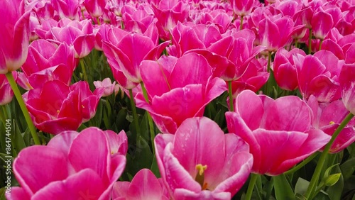 Pink spring tulips in full bloom.