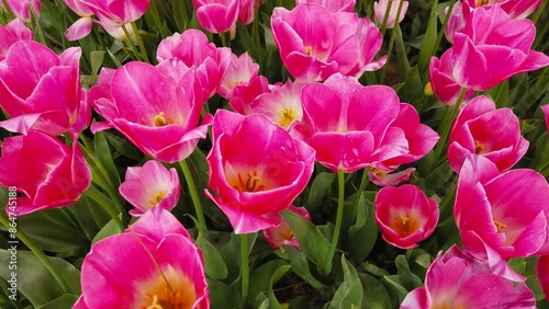 Pink spring tulips in full bloom.