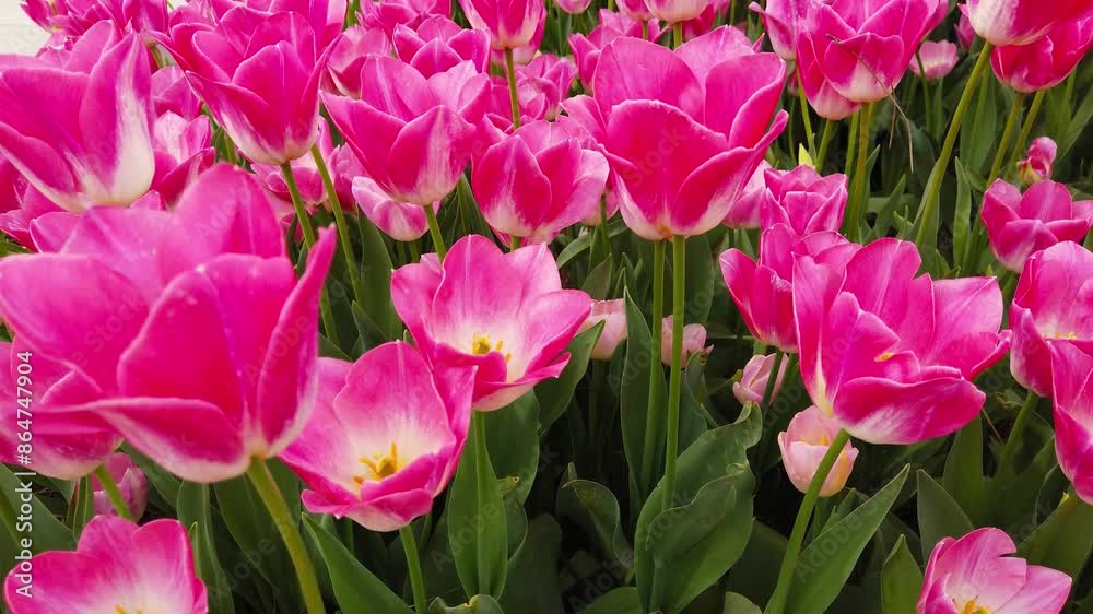 Pink spring tulips in full bloom. Pink spring tulips in full bloom.