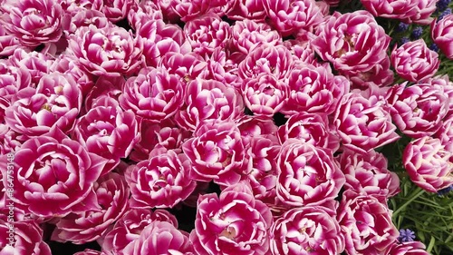 Pink and white spring tulips in full bloom.