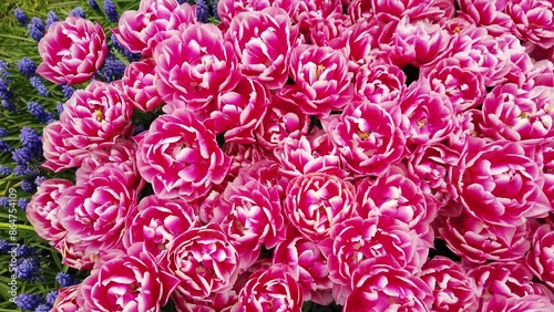 Pink and white spring tulips in full bloom.