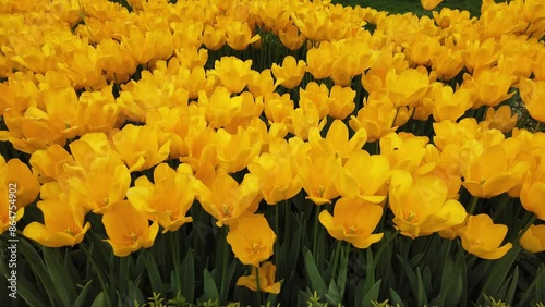 Yellow spring tulips in full bloom.