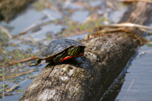 Painted turtle sitting on a log photo