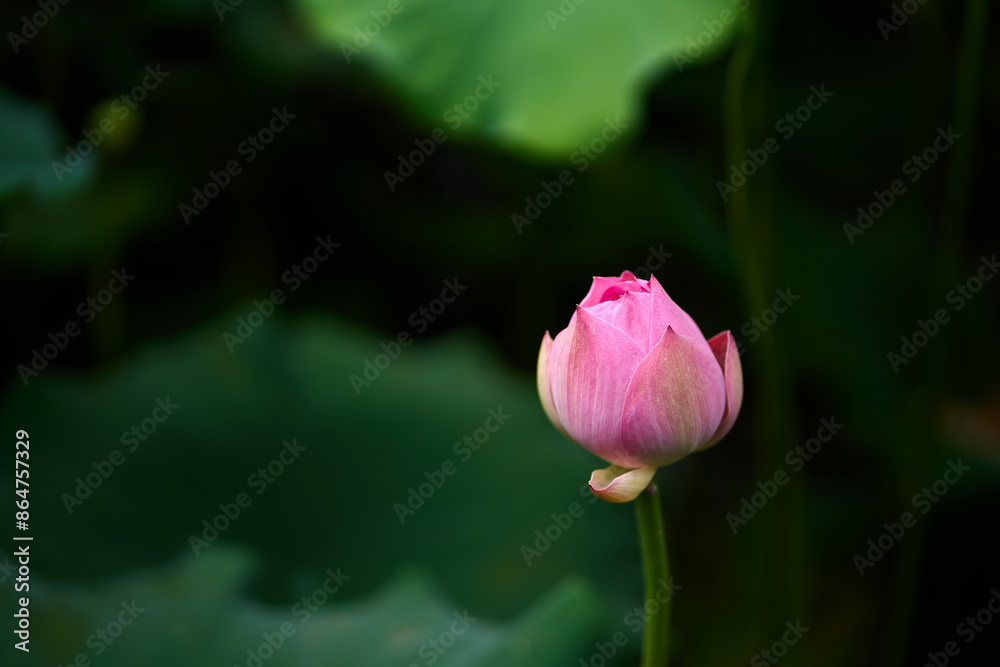 pink lotus bud in the pond pink lotus bud in the pond