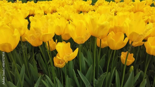 Yellow spring tulips in full bloom.
