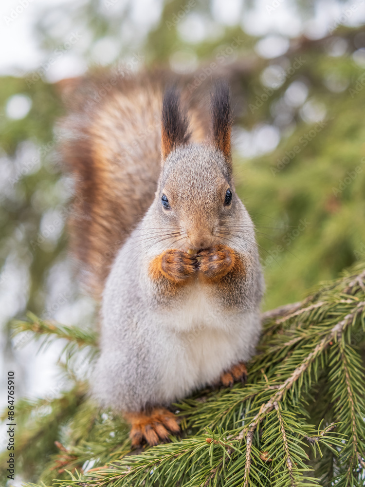 Fototapeta premium The squirrel with nut sits on tree in the winter or late autumn