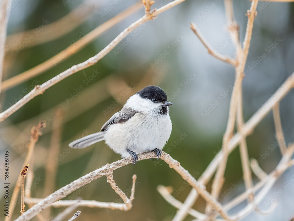 Cute bird the willow tit, song bird sitting on a branch without leaves in the winter. Cute bird the willow tit, song bird sitting on a branch without leaves in the winter.
