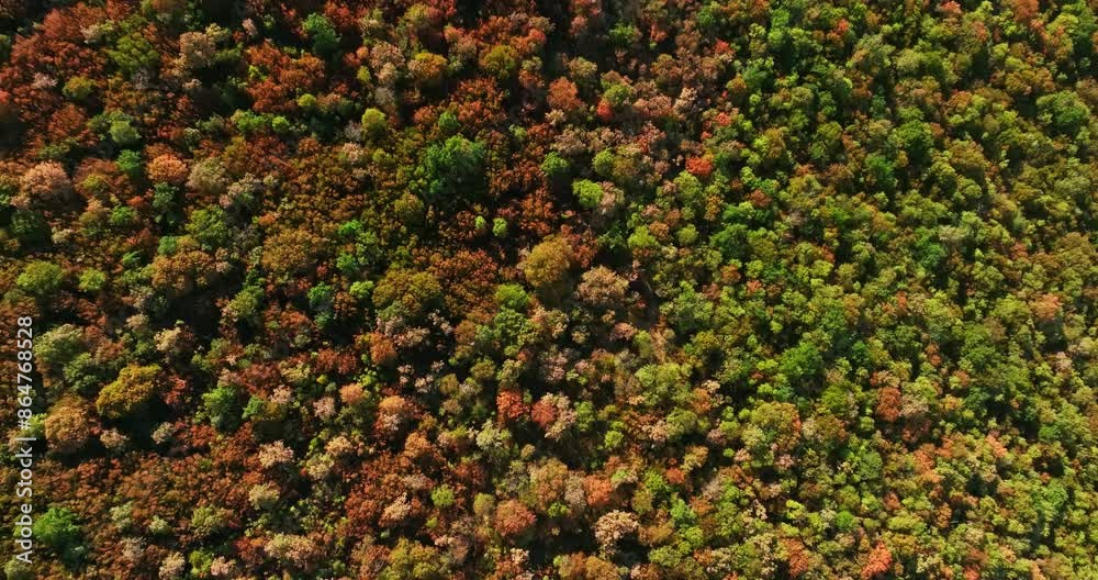 Top down drone shot over dried trees, wildfire risk, summertime in South Europe Top down drone shot over dried trees, wildfire risk, summertime in South Europe