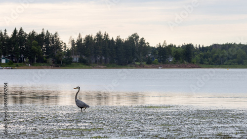 Great Blue heron bird waiting for fish in shallow water 