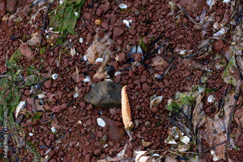 Red rock beach with clams and lobster claws 