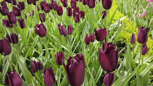 Maroon spring tulips in full bloom.